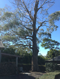 Specialised Property Services Tree Removal | Arborist | Tree Surgeon | Nowra | Specialised Property Services | Brett Heyligers | Shoalhaven Tree Services | Nowra Tree Removal |  Stump Grinding | Site Clearing